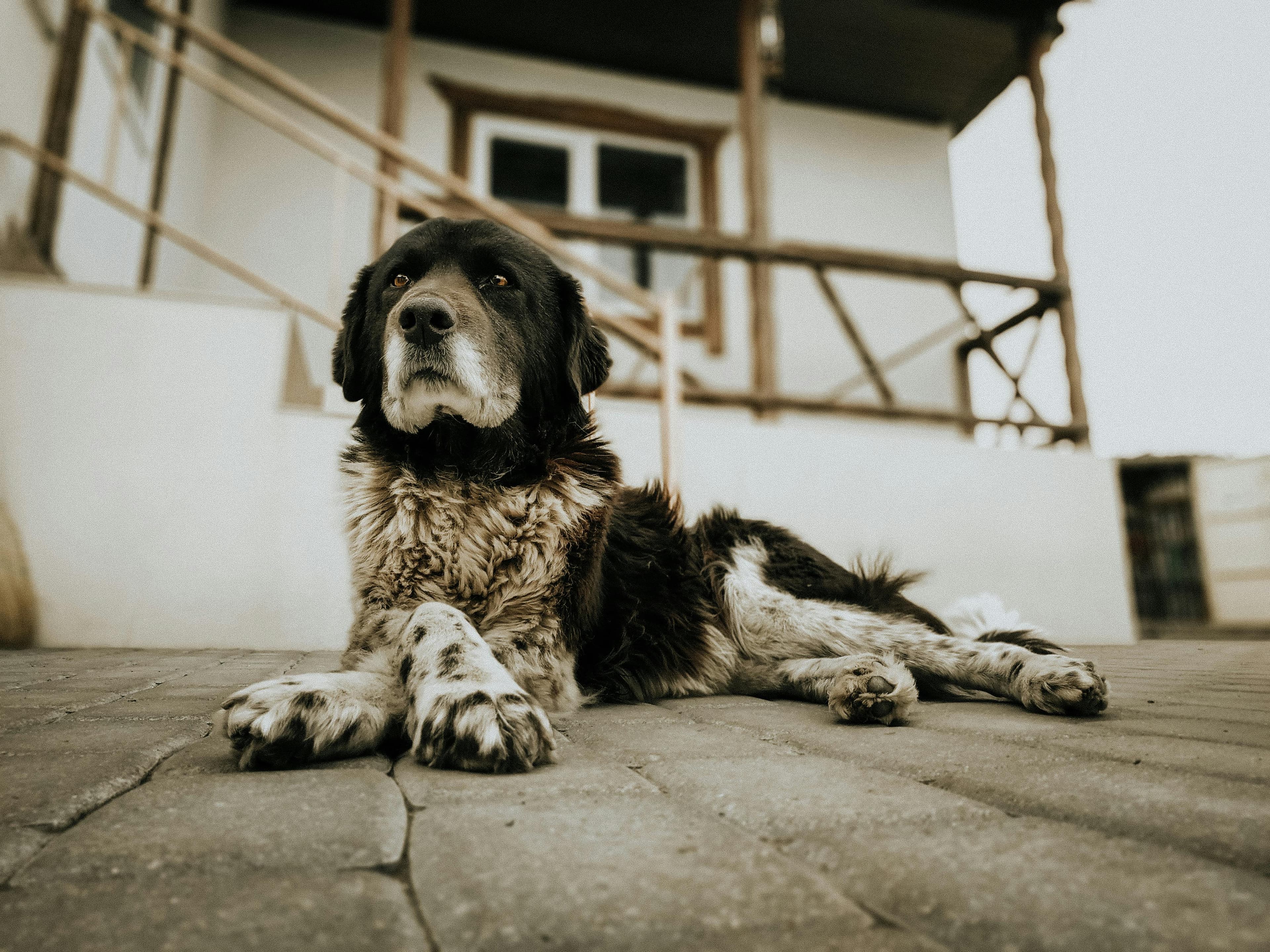 Guía completa de residencias caninas Guía completa de residencias caninas