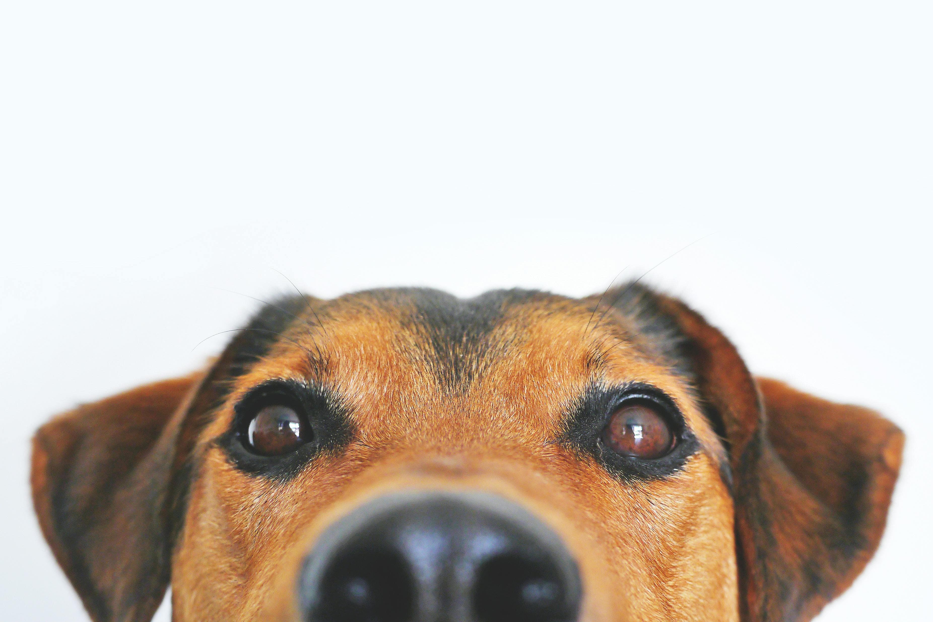 Hotel para perros en Málaga: qué servicios ofrece y cómo elegir el mejor Hotel para perros en Málaga: qué servicios ofrece y cómo elegir el mejor