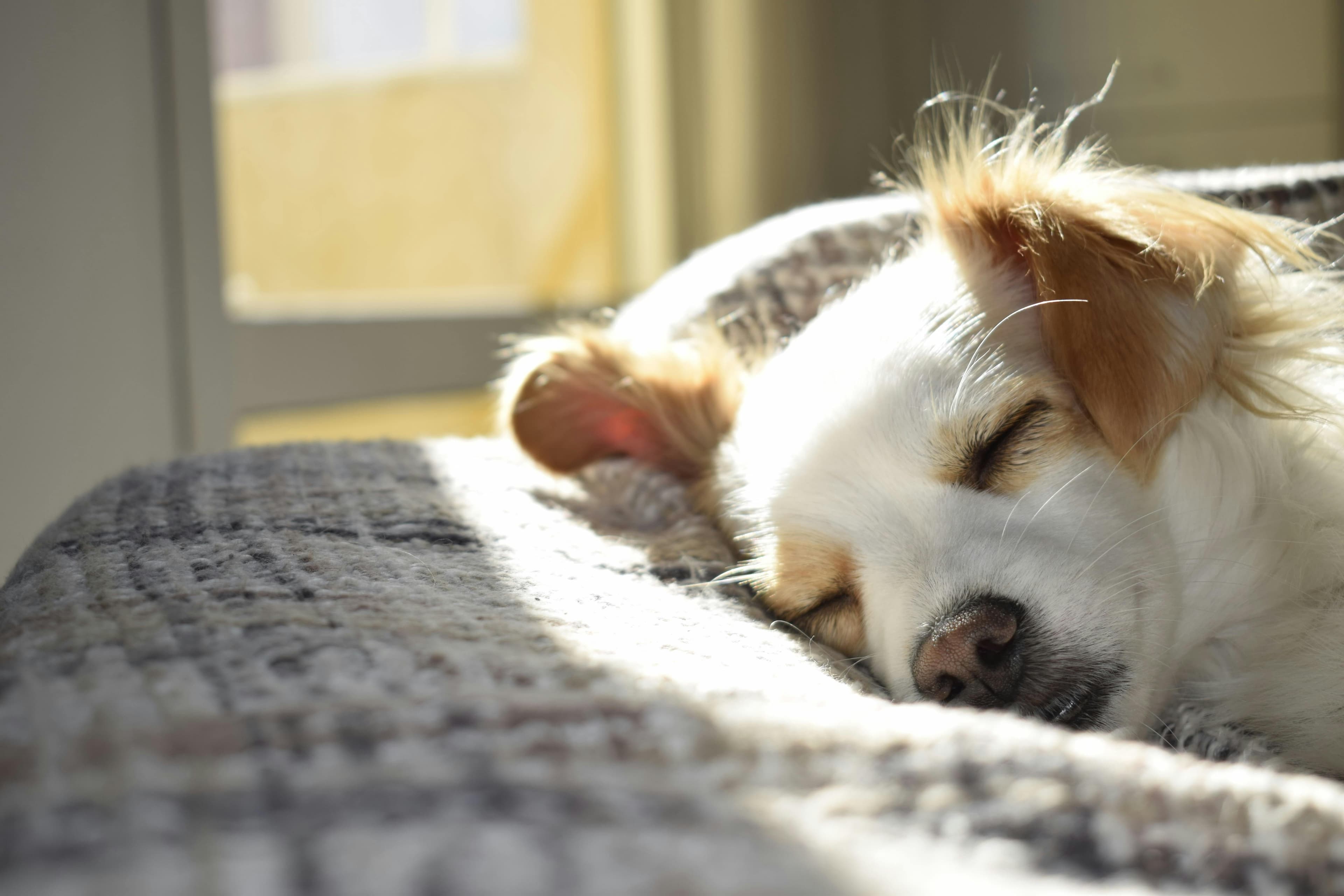 Residencia canina cerca de mí: cómo encontrar la mejor opción para tu perro Residencia canina cerca de mí: cómo encontrar la mejor opción para tu perro