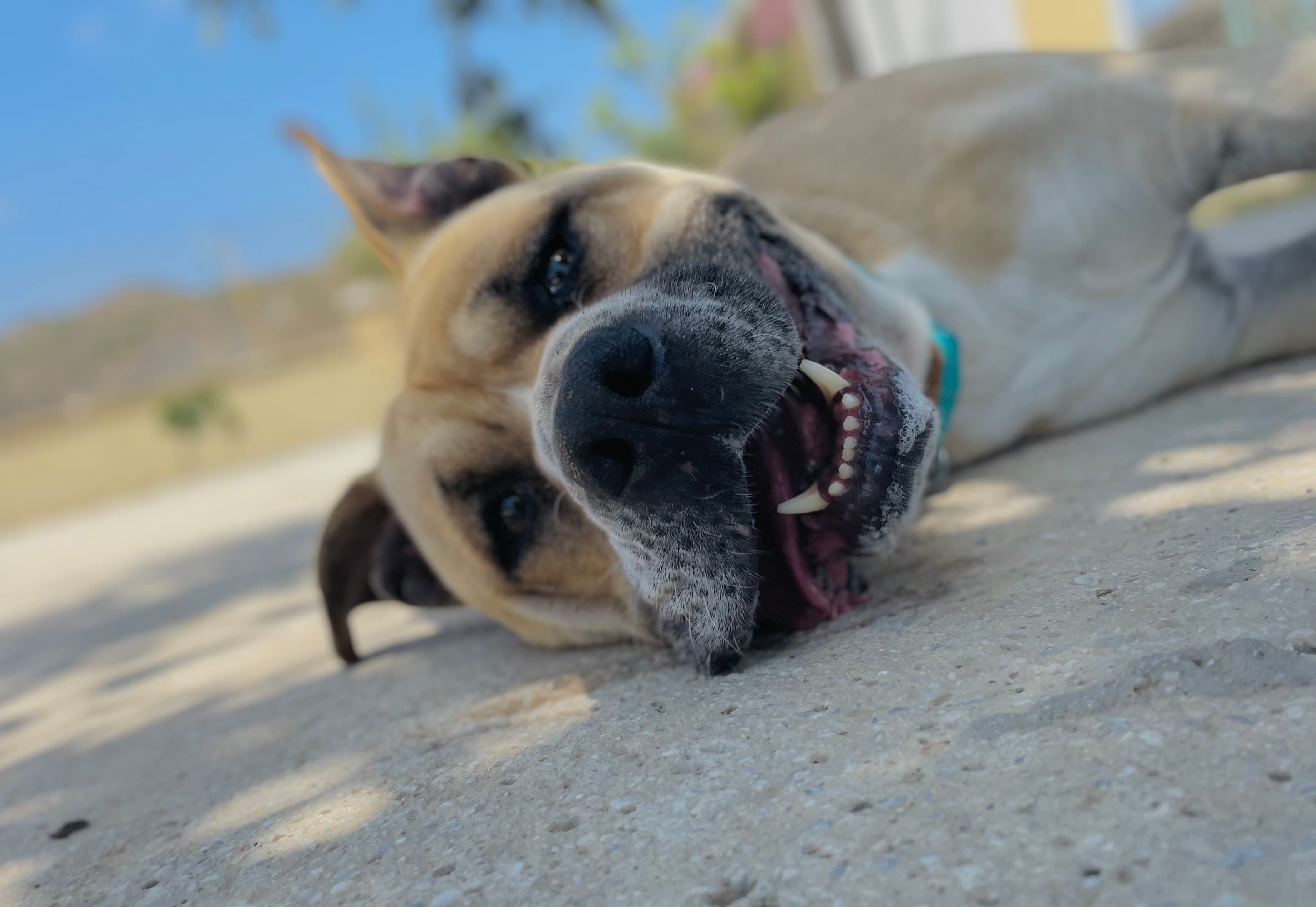 Todo lo que necesitas saber sobre residencias caninas Todo lo que necesitas saber sobre residencias caninas