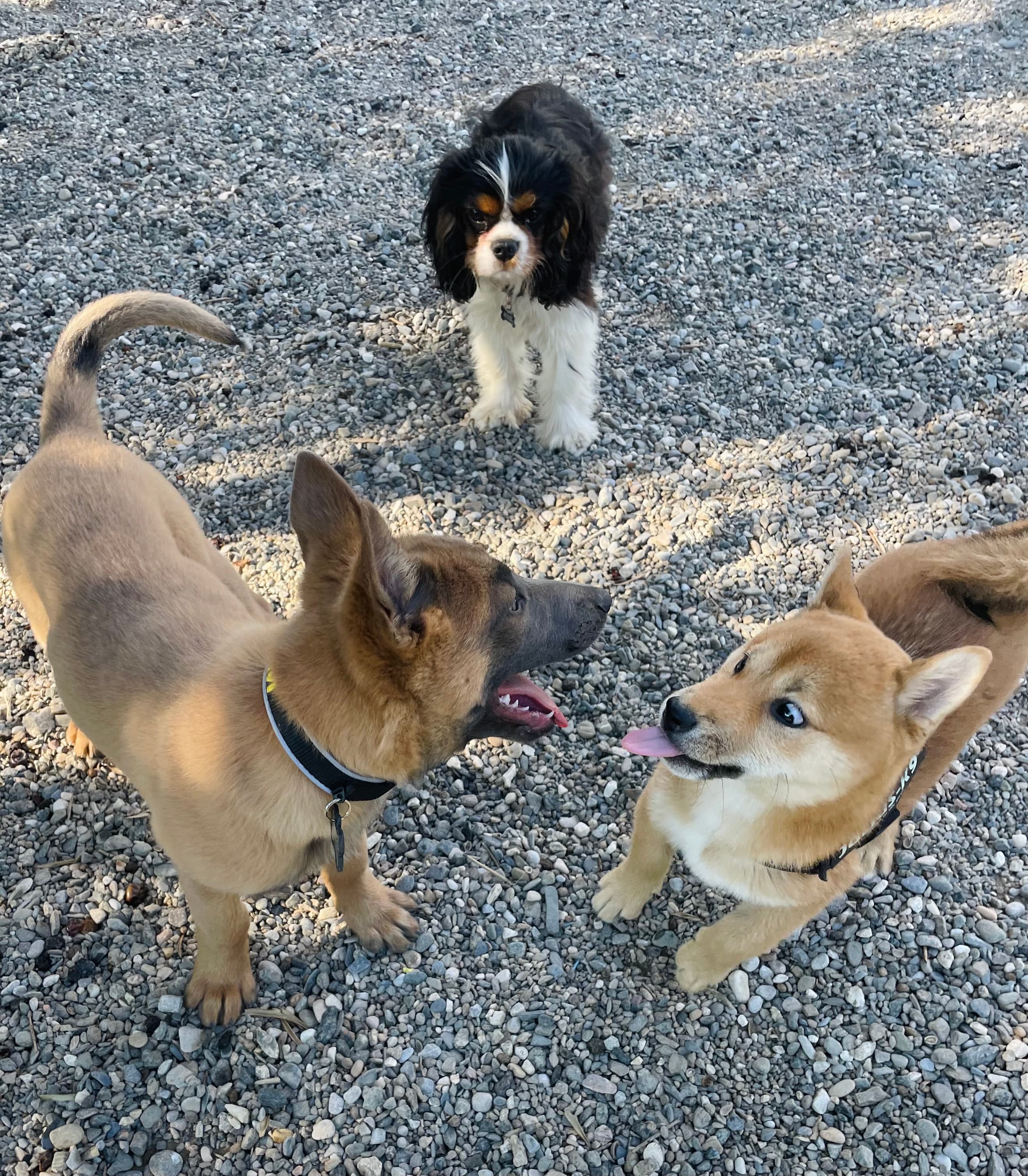 Actividades al aire libre para disfrutar con tu perro en Málaga Actividades al aire libre para disfrutar con tu perro en Málaga